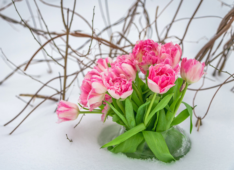 flowers flowers  / real flowers