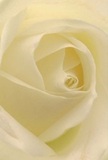 Stepping into the heart of this delicate cream-white rose, you're carried into a world of serene softness-petals unfurling in an elegant spiral, inviting the imagination to roam as freely as a morning walk through Brockley's neighborhood gardens. The visual effect is gentle and enveloping, with layers of ivory folds touched by the subtlest play of light and shadow, deepening the bloom's quiet allure. There's an almost tangible freshness, the kind that lingers after dew on the lawns of Brockley's parks, and a minimal, understated scent that floats in the air. The meticulous arrangement of each petal hints at a florist's steady hand and reverent spirit, honoring both the flower's delicate beauty and the emotions it carries-be it sympathy, admiration, or the marking of a precious new chapter. This close-up perspective captures not just the flower, but the essence of thoughtful artistry unique to Brockley's floral community. More than a simple rose, this is an emblem of peace and gentle celebration, ready to be delivered to doorsteps across SE4, offering solace, comfort, and a note of local love in every petal.